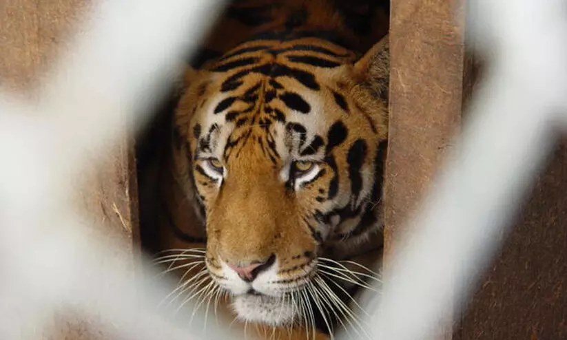 കടുവയെ പിടികൂടാൻ നടപടിയില്ല; സമരത്തിനൊരുങ്ങി തൊഴിലാളികൾ കടുവയെ പിടികൂടാൻ നടപടിയില്ല; സമരത്തിനൊരുങ്ങി തൊഴിലാളികൾ