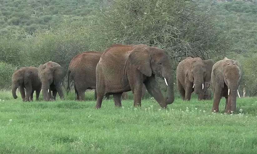 വ്യാപക കൃഷിനാശം; പാലപ്പിള്ളിയിൽ കാട്ടാനകളെ കാടുകയറ്റാൻ തീവ്രശ്രമം വ്യാപക കൃഷിനാശം; പാലപ്പിള്ളിയിൽ കാട്ടാനകളെ കാടുകയറ്റാൻ തീവ്രശ്രമം