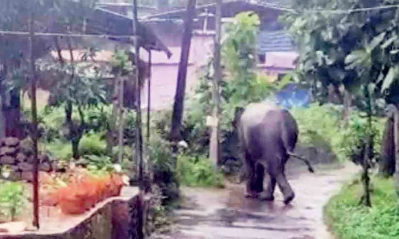 അമരമ്പലത്ത് കരടിക്ക് പുറമെ കാട്ടാനയും