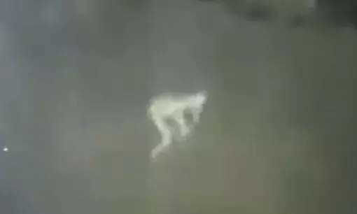 Pale creature caught on a security cam
