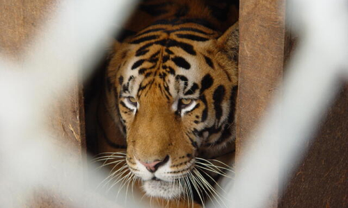 കടുവയെ പിടികൂടാൻ നടപടിയില്ല; സമരത്തിനൊരുങ്ങി തൊഴിലാളികൾ