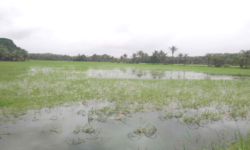 വെള്ളമിറങ്ങുന്നില്ല; കൃഷിനാശം വ്യാപകം