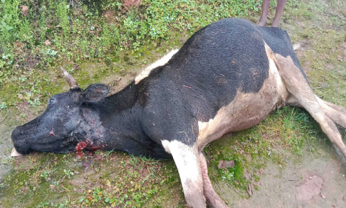 ചോലമലയിൽ വീണ്ടും പുലി