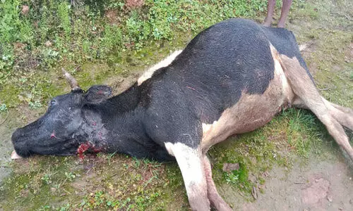 ചോലമലയിൽ വീണ്ടും പുലി