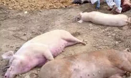 സ്വൈൻ ഫീവർ; ജാഗ്രത നിർദേശം നൽകി