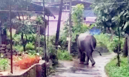 അമരമ്പലത്ത് കരടിക്ക് പുറമെ കാട്ടാനയും