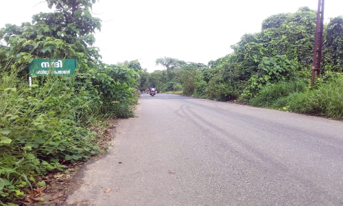 കാടുമൂടി കല്ലുകടവ് പാലം; മാലിന്യംതള്ളൽ രൂക്ഷം