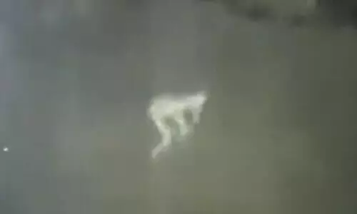 Pale creature caught on a security cam