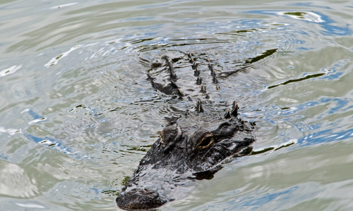 alligators