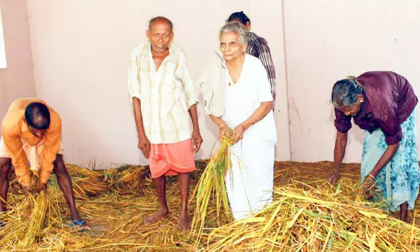 പൊക്കാളികൃഷി നശിപ്പിച്ചവർക്കെതിരെ പോരാട്ടത്തിനിറങ്ങി; 98 വയസ്സുകാരിയെ പാടശേഖര യൂനിയൻ പുറത്താക്കി പൊക്കാളികൃഷി നശിപ്പിച്ചവർക്കെതിരെ പോരാട്ടത്തിനിറങ്ങി; 98 വയസ്സുകാരിയെ പാടശേഖര യൂനിയൻ പുറത്താക്കി