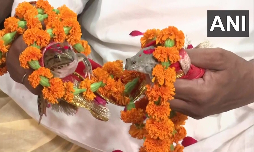 മഴ ലഭിക്കാൻ ഉത്തർപ്രദേശിൽ തവളക്കല്യാണം മഴ ലഭിക്കാൻ ഉത്തർപ്രദേശിൽ തവളക്കല്യാണം