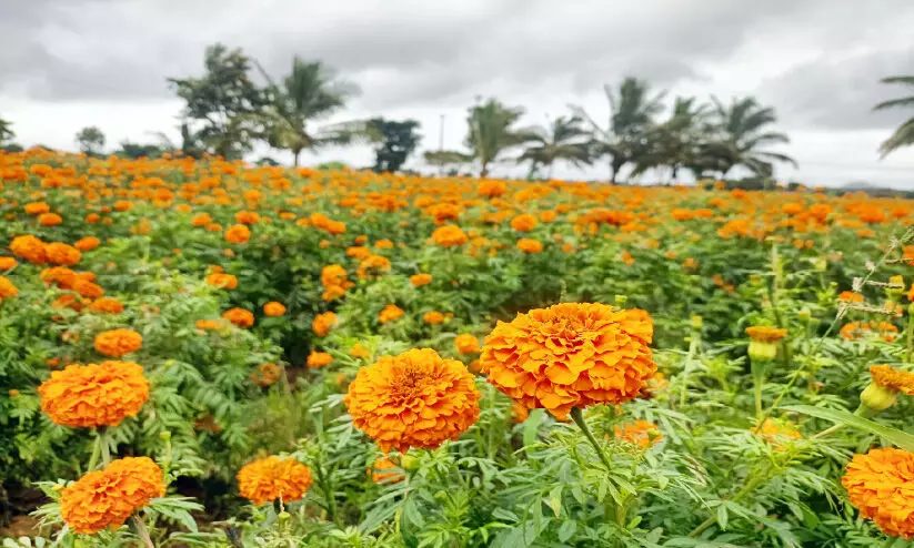 ഗുണ്ടൽപേട്ടയിൽ പൂക്കാലം