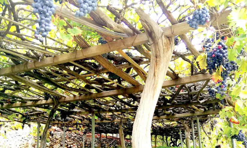 രാജ്യത്ത് പഴകൃഷി വ്യാപിപ്പിക്കാൻ മന്ത്രാലയം രാജ്യത്ത് പഴകൃഷി വ്യാപിപ്പിക്കാൻ മന്ത്രാലയം