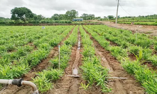 ഇഞ്ചിവില: കർഷകർക്ക് പ്രതീക്ഷയും നിരാശയും