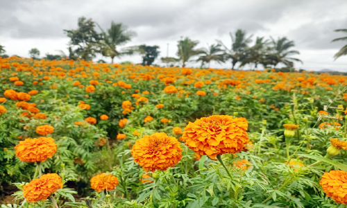 ഗുണ്ടൽപേട്ടയിൽ പൂക്കാലം