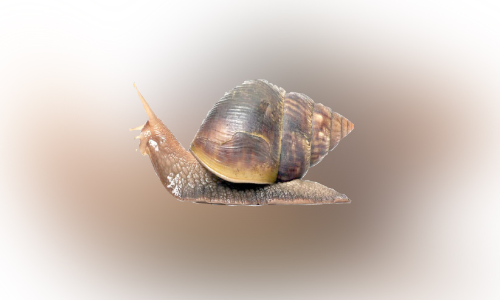 ആഫ്രിക്കന്‍ ഒച്ചുകളെക്കൊണ്ട് പൊറുതിമുട്ടി ജനം