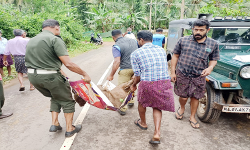 പുല്പള്ളി ചീയമ്പത്ത് കാട്ടുപന്നിയെ വെടിവെച്ചുകൊന്നു പുല്പള്ളി ചീയമ്പത്ത് കാട്ടുപന്നിയെ വെടിവെച്ചുകൊന്നു