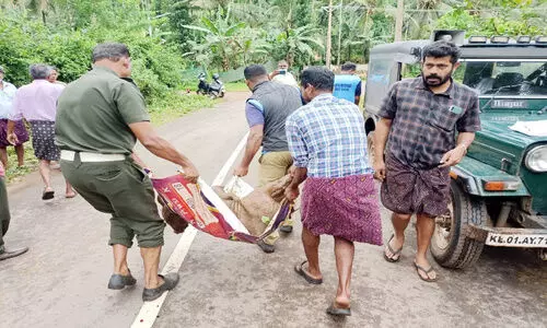 പുല്‍പള്ളി ചീയമ്പത്ത് കാട്ടുപന്നിയെ വെടിവെച്ചുകൊന്നു