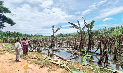 കാറ്റും മഴയും: അ​രീ​ക്കോ​ട്, കീ​ഴു​പ​റ​മ്പ്,   ഊ​ർ​ങ്ങാ​ട്ടി​രി, കാ​വ​നൂ​ർ പ​ഞ്ചാ​യ​ത്തു​ക​ളി​ൽ അഞ്ച് ഹെക്ടർ കൃഷിനാശം,  34 ലക്ഷം രൂപ നഷ്ടം