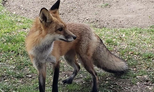 ഭീ​തി പ​ര​ത്തി മേ​ത്ത​ല​യി​ൽ വീ​ണ്ടും കു​റു​ക്ക​ന്റെ ആ​ക്ര​മ​ണം; പ​ത്തി​ല​ധി​കം പേ​ർ​ക്ക് ക​ടി​യേ​റ്റു