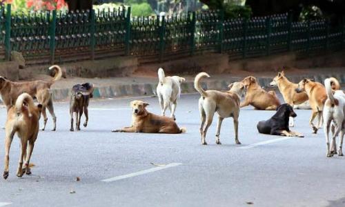 തെ​രു​വു​നാ​യ് ശ​ല്യം, ക​ല​ക്ട​റെ സ​മീ​പി​ക്കാ​ൻ കു​ന്നം​കു​ളം ന​ഗ​ര​സ​ഭ