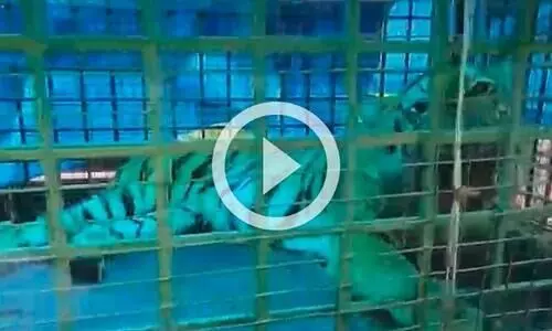 സുൽത്താൻ ബത്തേരിയിൽ ഭീതി പരത്തിയ കടുവ കെണിയിൽ കുടുങ്ങി