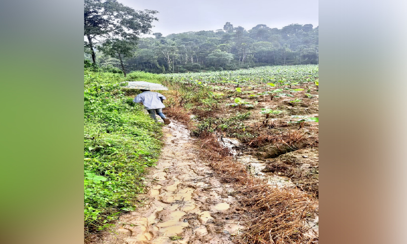 സഞ്ചരിക്കാൻ വഴിയില്ല; ദുരിതം പേറി പടവുരം കോളനിക്കാർ സഞ്ചരിക്കാൻ വഴിയില്ല; ദുരിതം പേറി പടവുരം കോളനിക്കാർ