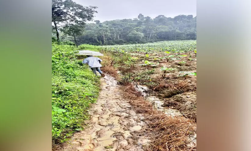 സഞ്ചരിക്കാൻ വഴിയില്ല; ദുരിതം പേറി പടവുരം കോളനിക്കാർ