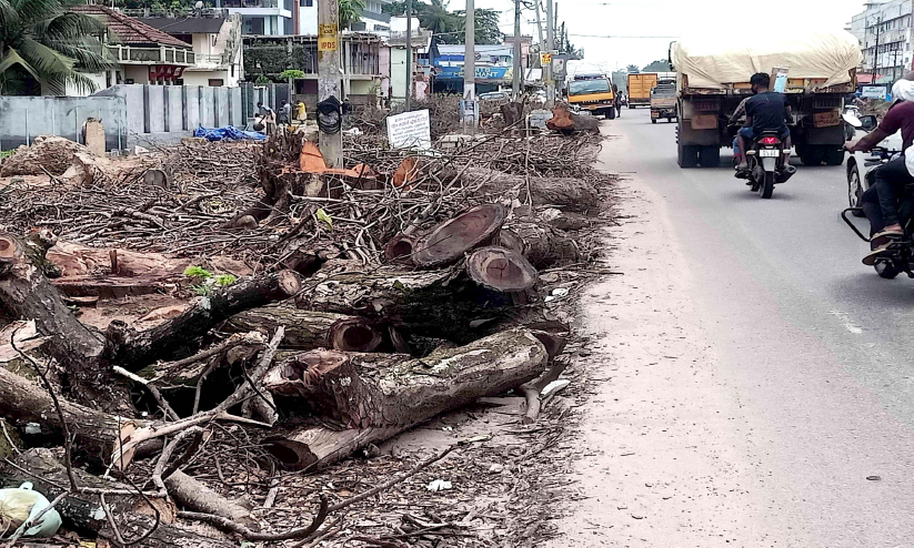 ദേശീയപാതയോരത്ത് മുറിച്ചിട്ട മരങ്ങൾ അപകടം വരുത്തുന്നു ദേശീയപാതയോരത്ത് മുറിച്ചിട്ട മരങ്ങൾ അപകടം വരുത്തുന്നു