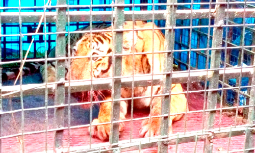 വാകേരിയെ ഭീതിയിലാക്കിയ കടുവ കൂട്ടിൽ