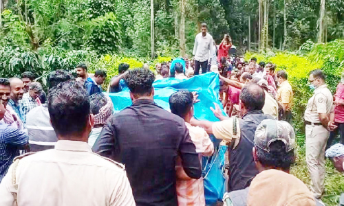 വാകേരിയിൽ കടുവയെ പിടികൂടുന്നത് രണ്ടാം തവണ