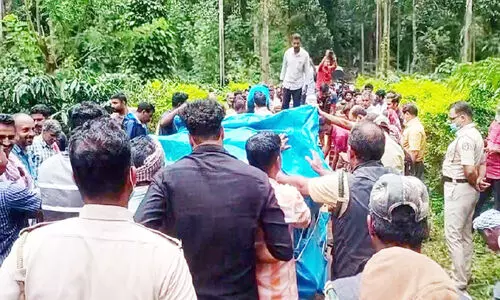 വാകേരിയിൽ കടുവയെ പിടികൂടുന്നത് രണ്ടാം തവണ