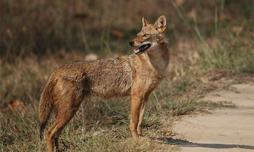 കുറുക്കനെപ്പേടിച്ച് ചൂരല്ലൂർ, വരേണിക്കൽ നിവാസികൾ കുറുക്കനെപ്പേടിച്ച് ചൂരല്ലൂർ, വരേണിക്കൽ നിവാസികൾ