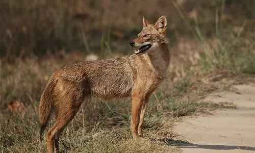 കുറുക്കനെപ്പേടിച്ച് ചൂരല്ലൂർ, വരേണിക്കൽ നിവാസികൾ