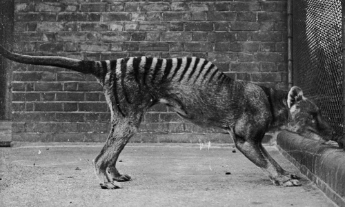 പുലിയുടെ രൂപസാദൃശ്യമുള്ള ജീവിയെ കണ്ടത് ഭീതി പരത്തി