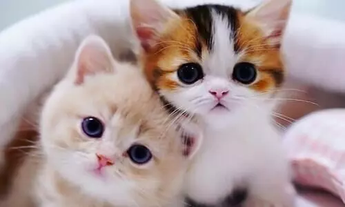 പൂച്ചകൾ വായുമലിനീകരണം ഉണ്ടാക്കുമോ? അന്വേഷണവുമായി ദേശീയ ഹരിത ട്രിബ്യൂണൽ