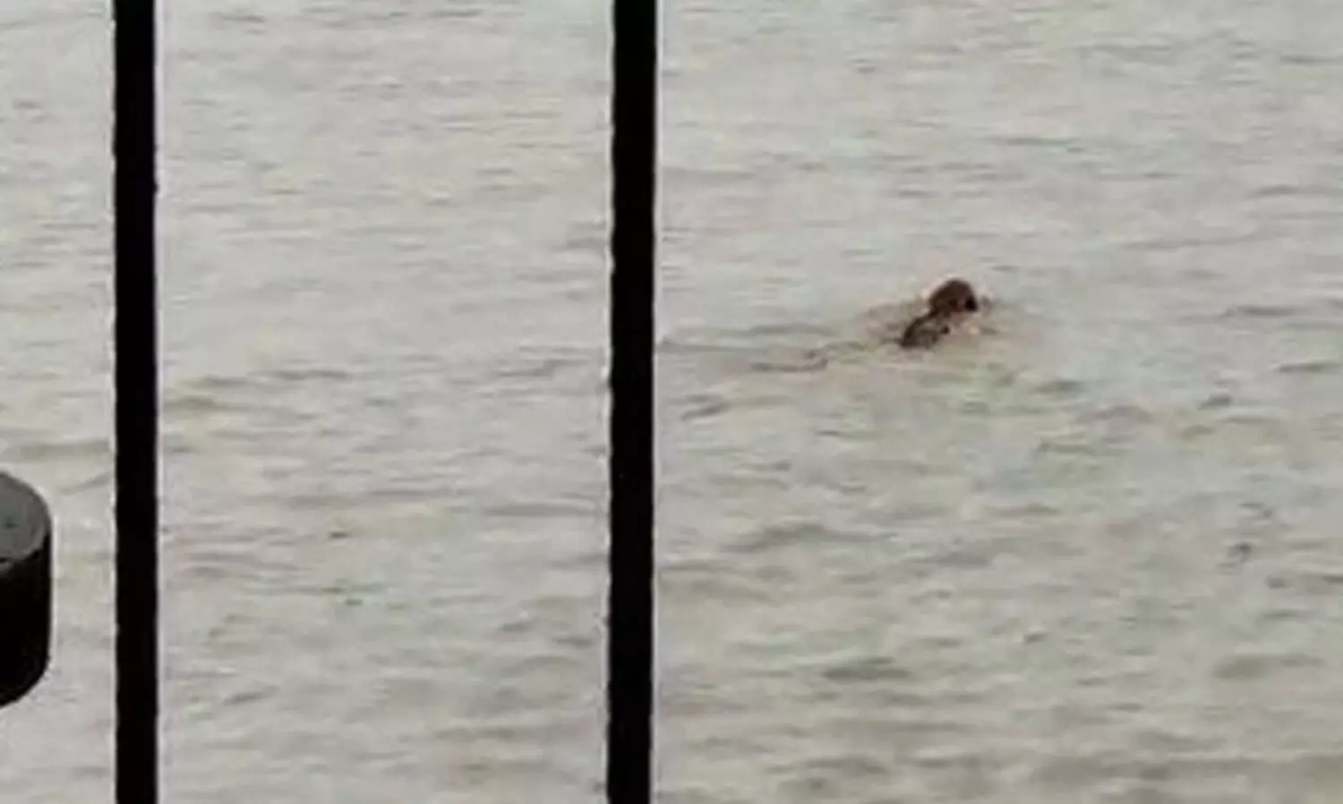 Tiger Survives Strong River Current