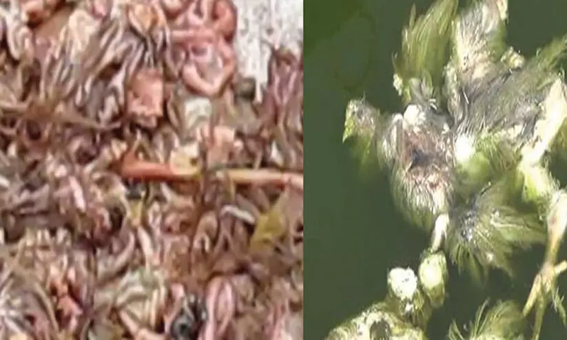 അ​റ​വു​മാ​ലി​ന്യ സം​സ്‌​ക​ര​ണ പ്ലാ​ന്റു​ക​ള്‍ക്ക് അ​നു​മ​തി