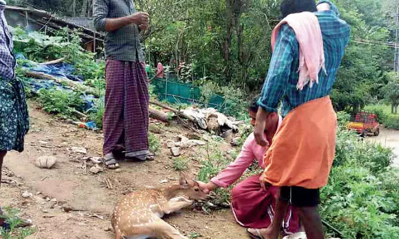 തെരുവുനായ്ക്കളുടെ ആക്രമണത്തിനിരയായ മാനിനെ നാട്ടുകാർ രക്ഷപ്പെടുത്തി തെരുവുനായ്ക്കളുടെ ആക്രമണത്തിനിരയായ മാനിനെ നാട്ടുകാർ രക്ഷപ്പെടുത്തി