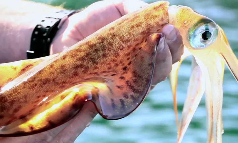 കണവ മത്സ്യബന്ധന സീസൺ ഒന്നിന് തുടങ്ങും കണവ മത്സ്യബന്ധന സീസൺ ഒന്നിന് തുടങ്ങും