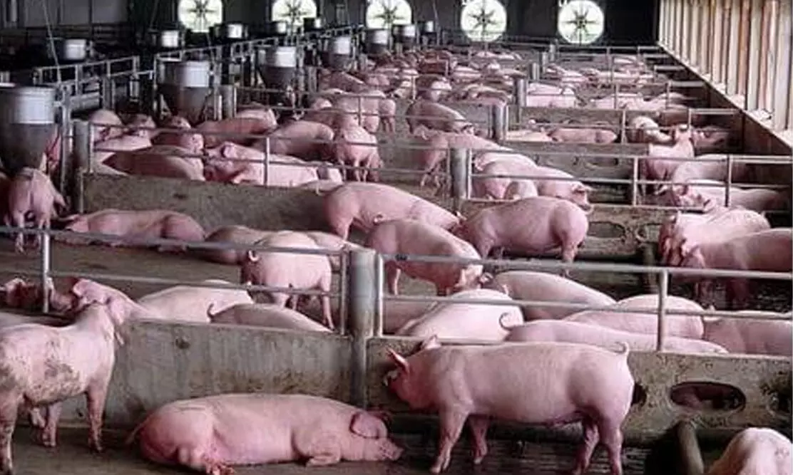 വയനാട്ടി​ലെ പന്നിപ്പനി: സംസ്ഥാനത്ത് പന്നിമാംസം കൊണ്ടുപോകുന്നതിനും കൊണ്ടുവരുന്നതിനും നിരോധനം; രോ​ഗ​സ്ഥ​ല​ത്തെ പ​ന്നി​ക​ളെ കൊ​ല്ലും