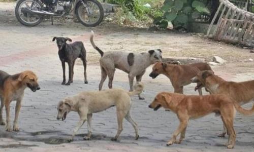 തെരുവുനായ്ക്കള്‍ ആടിനെ കടിച്ചുകൊന്നു