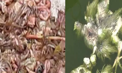 അ​റ​വു​മാ​ലി​ന്യ സം​സ്‌​ക​ര​ണ പ്ലാ​ന്റു​ക​ള്‍ക്ക് അ​നു​മ​തി