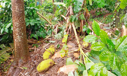 പാൽവെളിച്ചം മേഖലയിൽ കാട്ടാന ശല്യം രൂക്ഷം; വ്യാപക കൃഷിനാശം