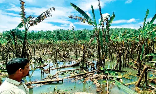 കണ്ണീർപാകി കർഷകർ; മൂന്നാഴ്ചക്കിടെ 33 കോടിയുടെ കൃഷിനാശം കണ്ണീർപാകി കർഷകർ; മൂന്നാഴ്ചക്കിടെ 33 കോടിയുടെ കൃഷിനാശം