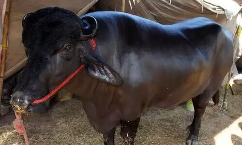 ജനപ്രതിനിധികളുടെ അവഗണനയിൽ പ്രതിഷേധിച്ച് ബസ് ഷെൽട്ടർ ഉദ്ഘാടത്തിന് പോത്ത് മുഖ്യാതിഥി