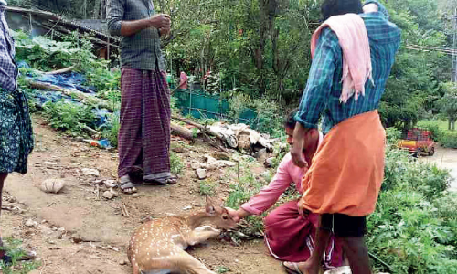 തെരുവുനായ്ക്കളുടെ ആക്രമണത്തിനിരയായ മാനിനെ നാട്ടുകാർ രക്ഷപ്പെടുത്തി