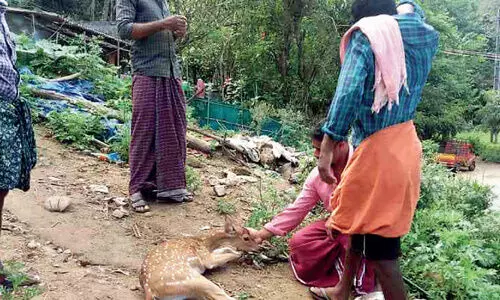 തെരുവുനായ്ക്കളുടെ ആക്രമണത്തിനിരയായ മാനിനെ നാട്ടുകാർ രക്ഷപ്പെടുത്തി