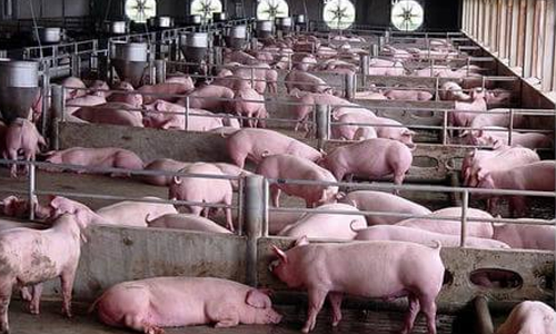 വയനാട്ടി​ലെ പന്നിപ്പനി: സംസ്ഥാനത്ത് പന്നിമാംസം കൊണ്ടുപോകുന്നതിനും കൊണ്ടുവരുന്നതിനും നിരോധനം; രോ​ഗ​സ്ഥ​ല​ത്തെ പ​ന്നി​ക​ളെ കൊ​ല്ലും