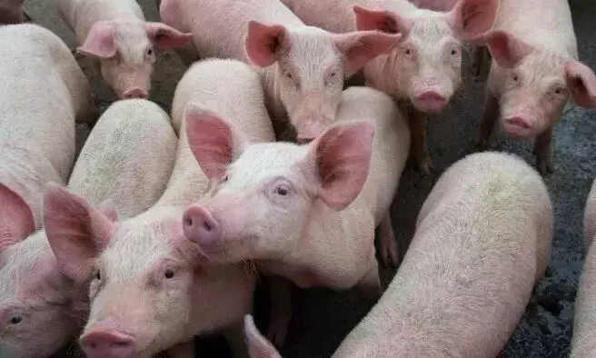 പന്നി മാംസോൽപന്നങ്ങൾക്ക്​ 30 ദിവസം കൂടി നിരോധനം